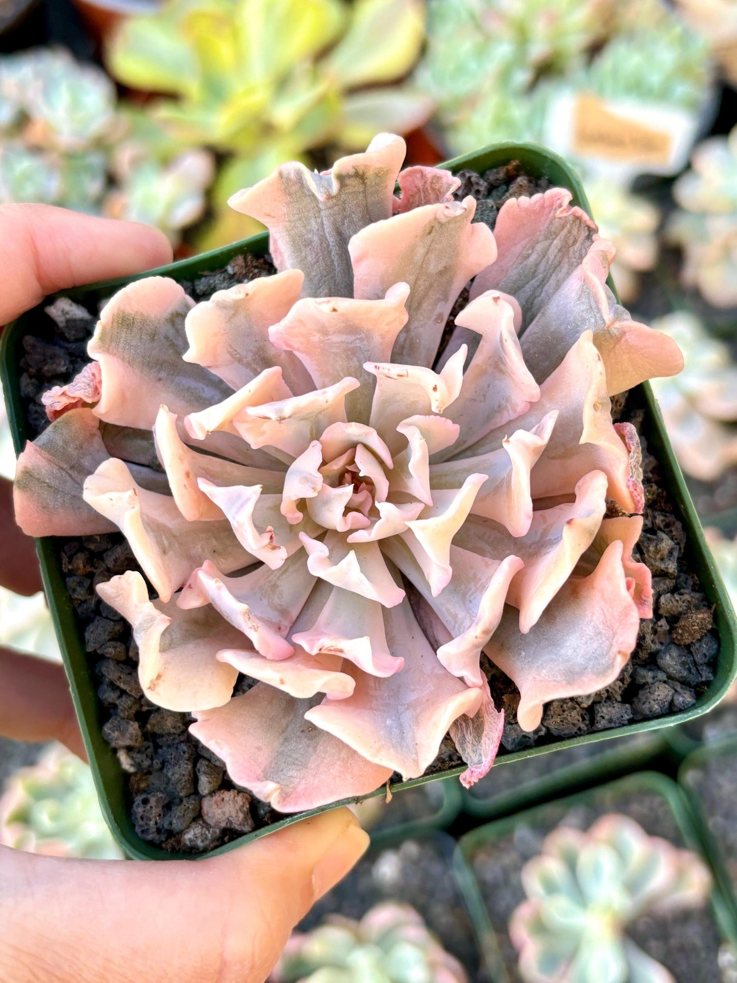 Echeveria Liberia Variegated | Live Succulent Plant | Echeveria Cluster | Rare Imported Echeveria | Imported Plants