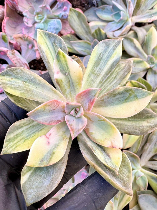 Echeveria First Love Variegated | Live Succulent Plant | Korean Succulent | Variegated Echeveria | Imported Plants
