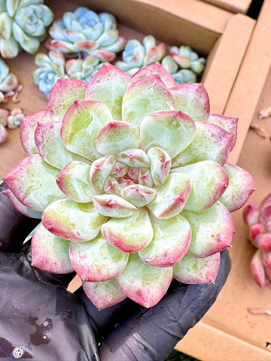 Echeveria Red Sleeve | Live Succulent Plant | Korean Succulent | Rare Imported Echeveria | Imported Plants