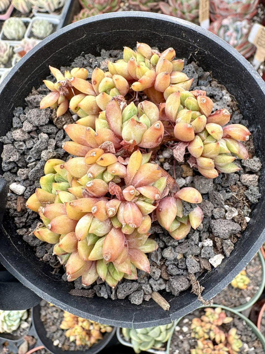 Echeveria Echo Crested | Rare Imported Succulent | Collector’s Succulent
