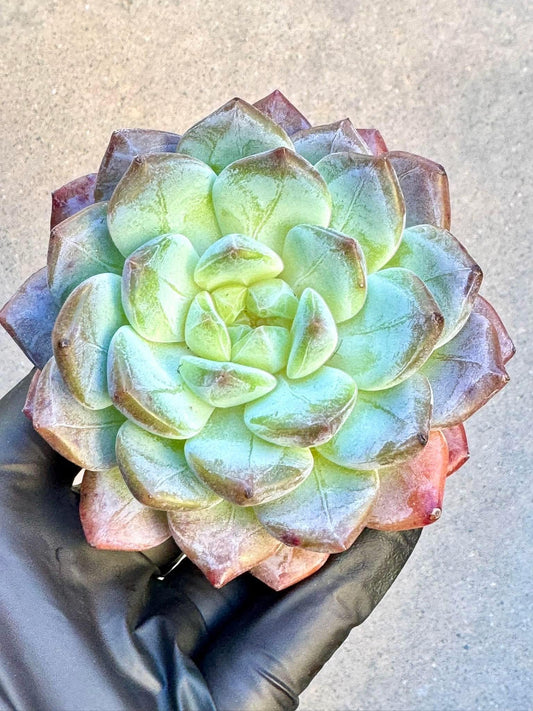Echeveria Dream Island | Live Succulent Plant | Korean Succulent | Variegated Echeveria | Imported Plants