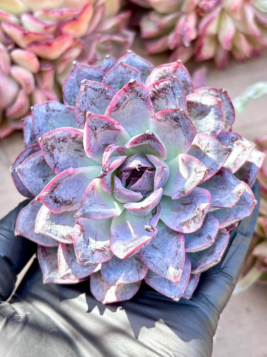 Echeveria Xu Xian | Live Succulent Plant | Korean Succulent | Rare Imported Echeveria | Imported Plants
