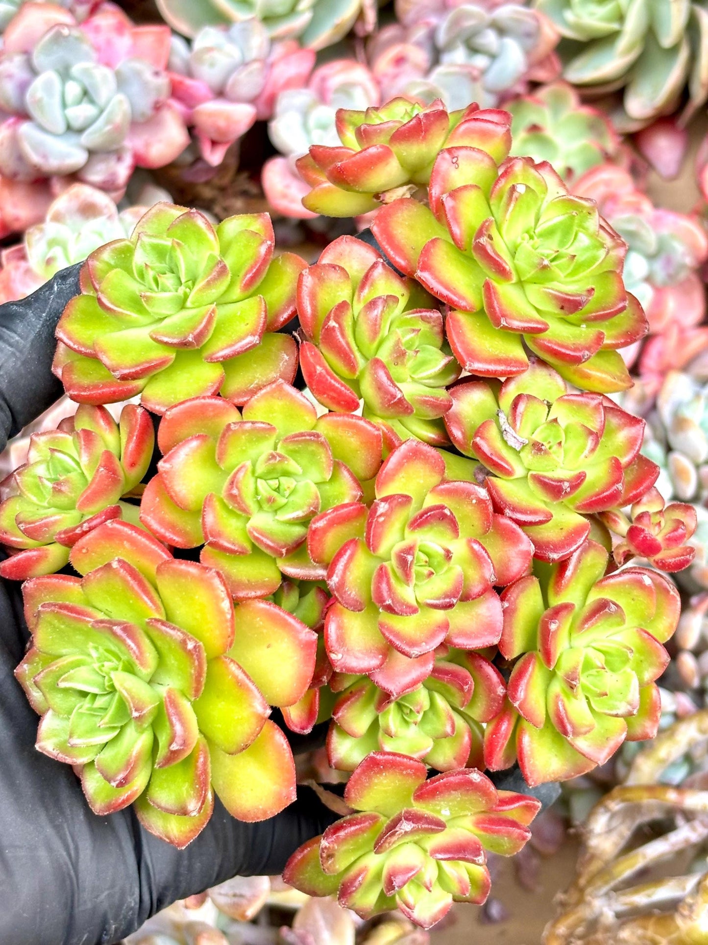 Echeveria Red Lantern | Live Succulent Plant | Korean Succulent | Variegated Echeveria | Imported Plants | Echeveria Clusters