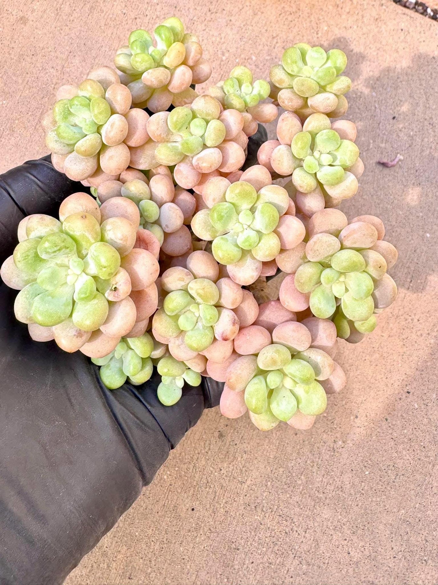 Echeveria Rococo Variegated | Live Succulent Plant | Rare Imported Echeveria | Imported Plants