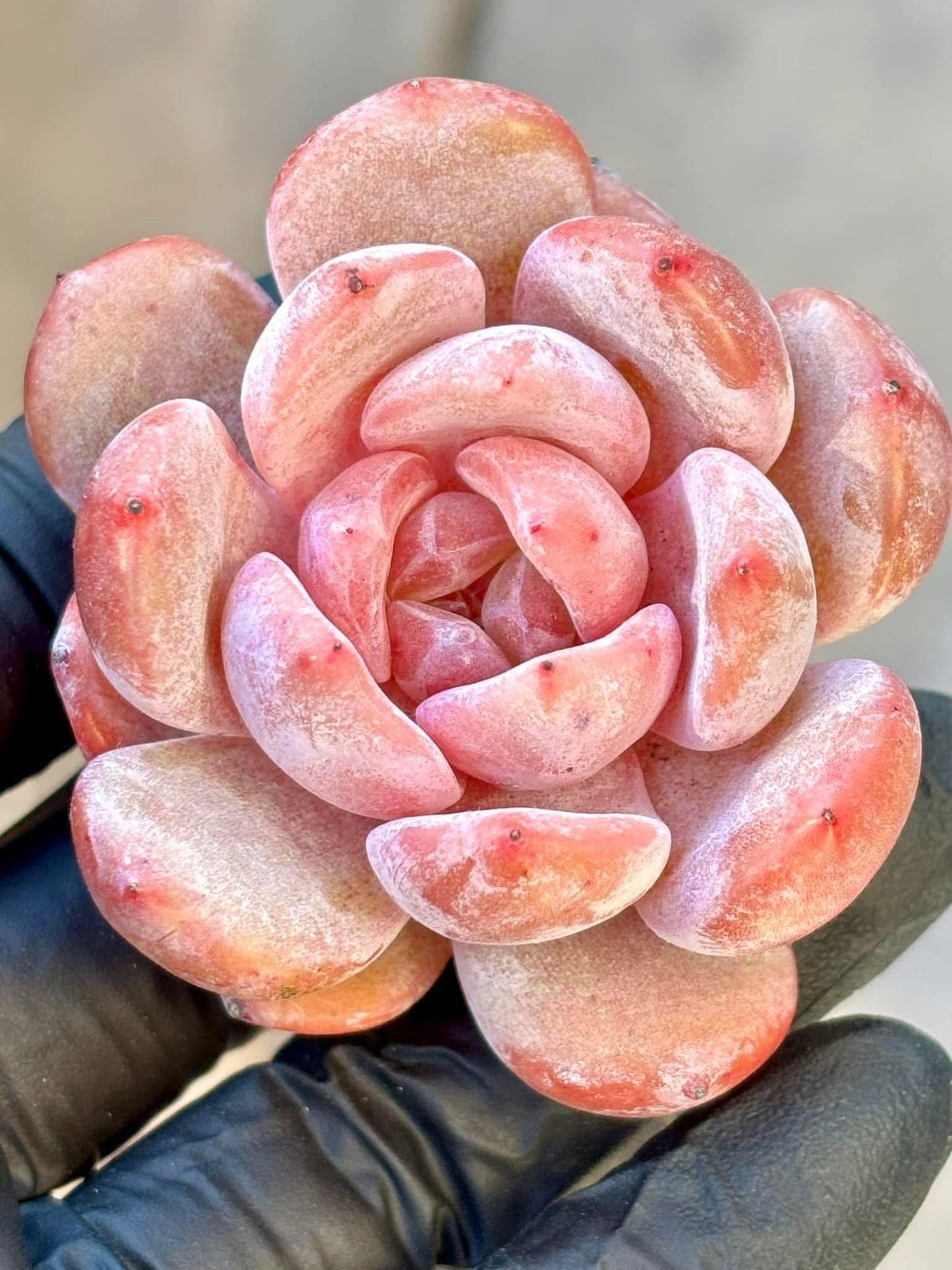 Echeveria Chalk | Live Succulent Plant | Korean Succulent | Rare Imported Echeveria | Imported Plants