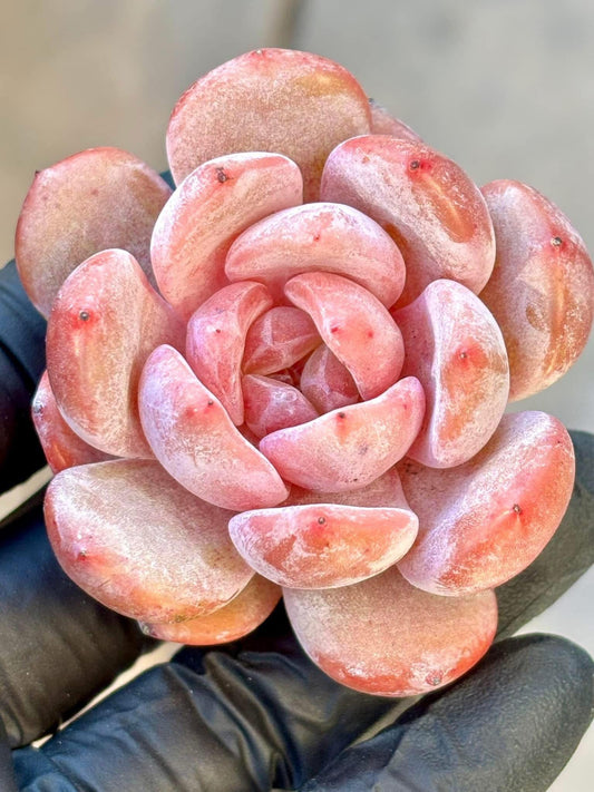 Echeveria Chalk | Live Succulent Plant | Korean Succulent | Rare Imported Echeveria | Imported Plants