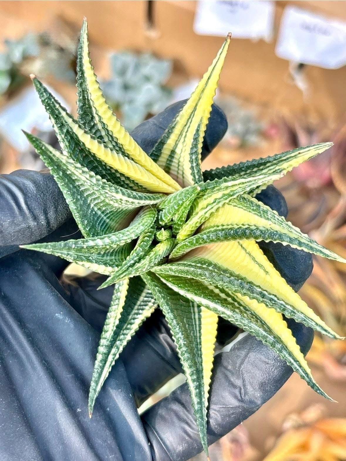 Haworthia Limifolia Spiral Variegated | Live Succulent Plant | Korean Succulent | Rare Imported Echeveria | Imported Plants