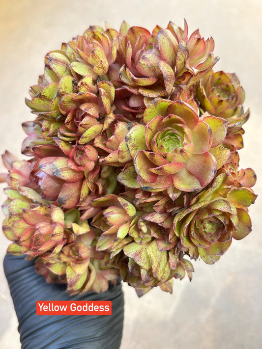 Aeonium Yellow Goddess Variegated Lollipop | Live Succulent Plant | Korean Succulent | Rare Imported Aeonium | Imported Plants