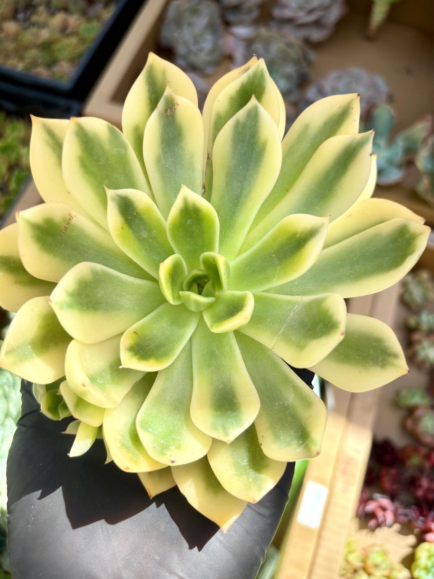 Echeveria Golden Jubilee Variegated | Live Succulent Plant | Echeveria Cluster | Rare Imported Echeveria | Imported Plants