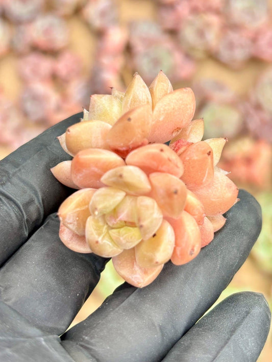 Echeveria Orange Island | Live Succulent Plant | Korean Succulent | Rare Imported Echeveria | Imported Plants