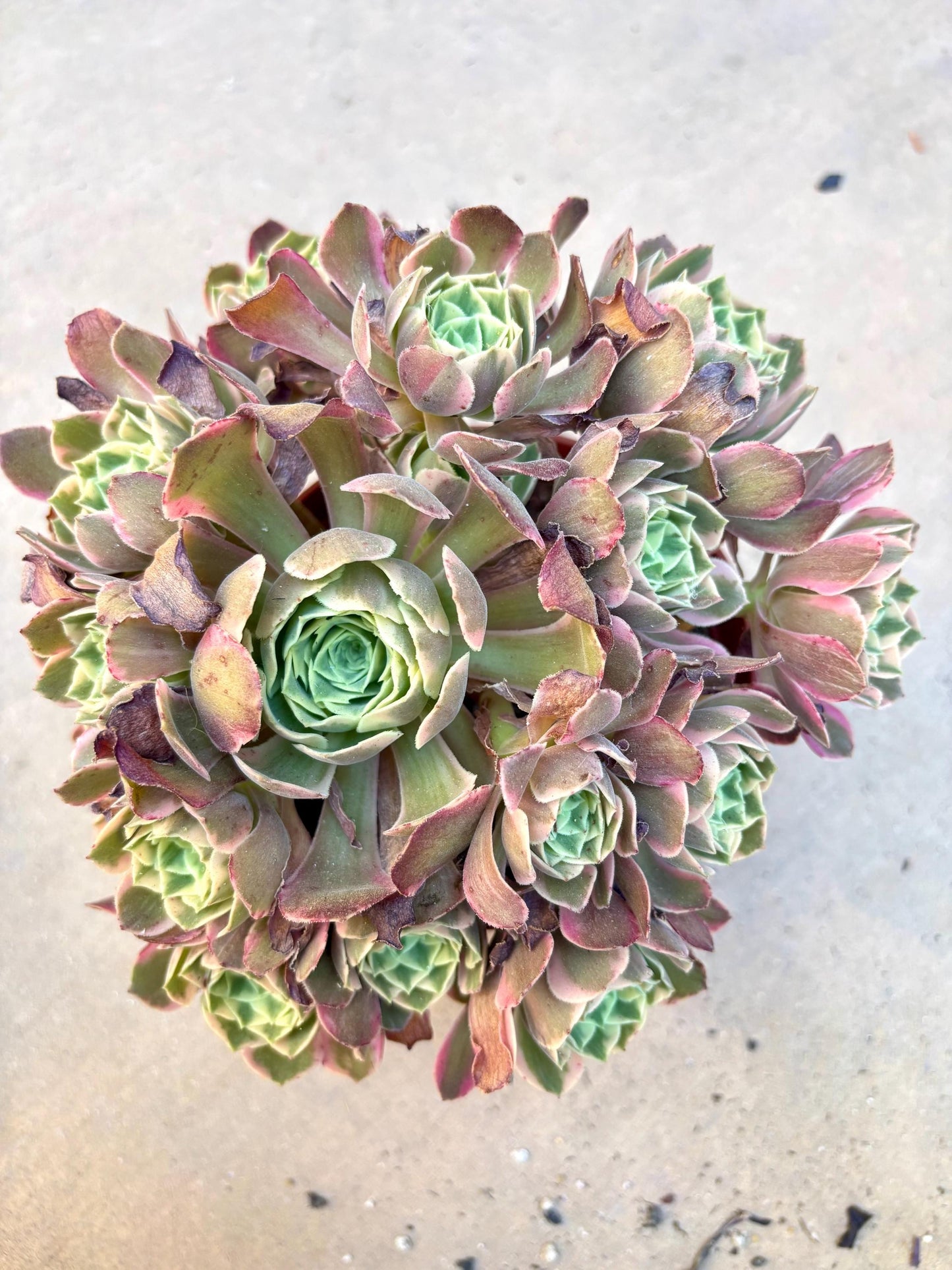 Aeonium Snow Lotus Variegated | Live Succulent Plant | Rare Imported Aeonium | Imported Plants