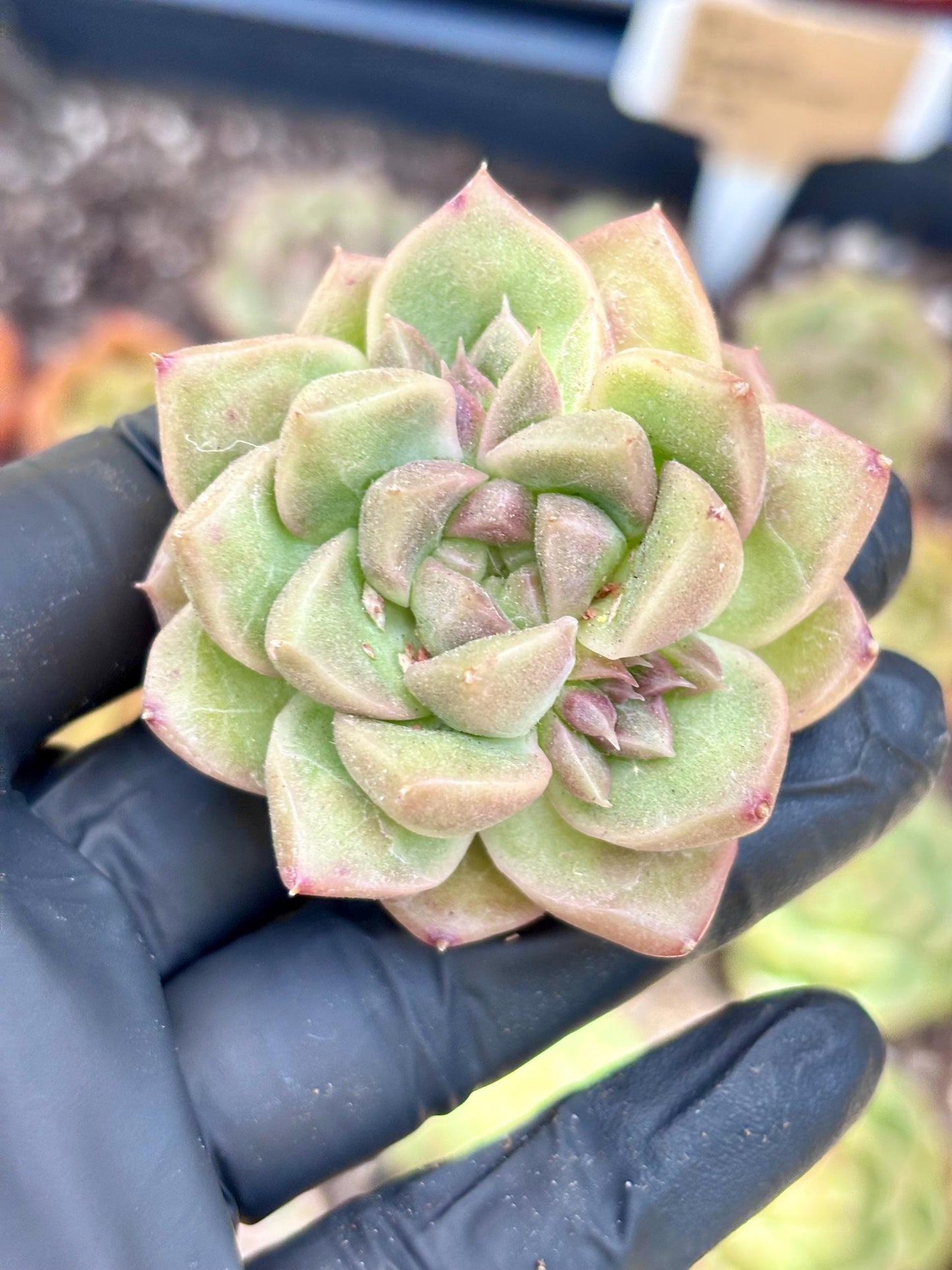 Echeveria Plum | Live Succulent Plant | Echeveria Cluster | Rare Imported Echeveria | Imported Plants