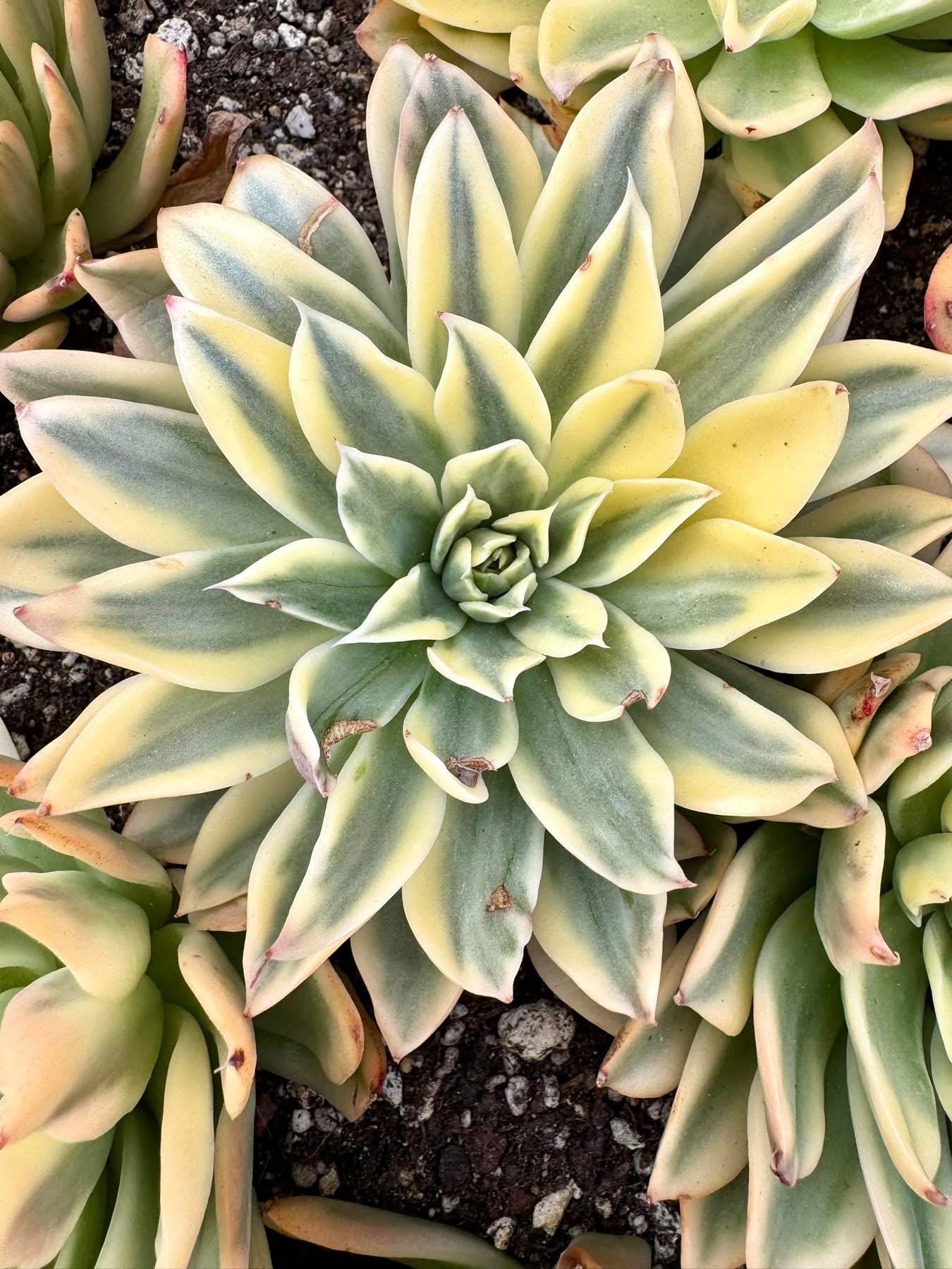 Echeveria Wave variegated | Live Succulent Plant | Korean Succulent