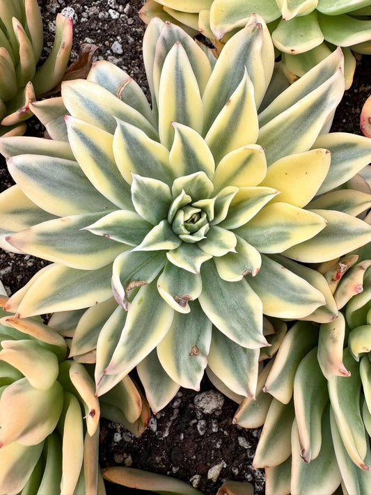 Echeveria Wave variegated | Live Succulent Plant | Korean Succulent