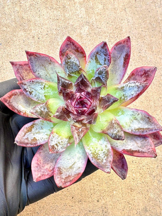 Echeveria Secret Thought | Live Succulent Plant | Korean Succulent | Rare Imported Echeveria | Imported Plants