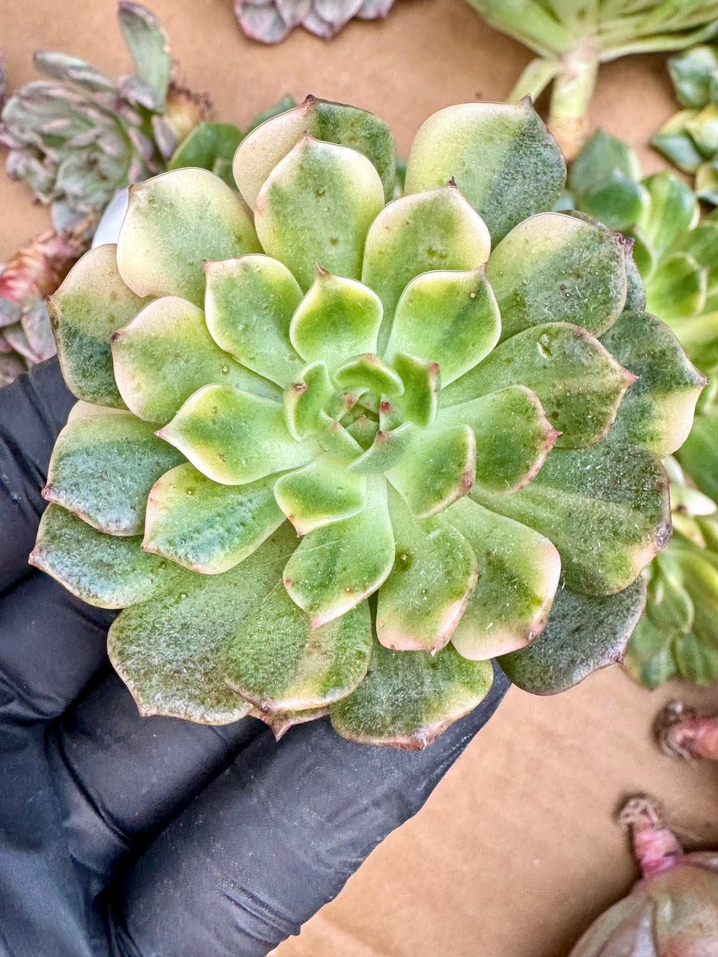 Echeveria Omargaret Variegated | Live Succulent Plant | Korean Succulent | Rare Imported Echeveria | Imported Plants