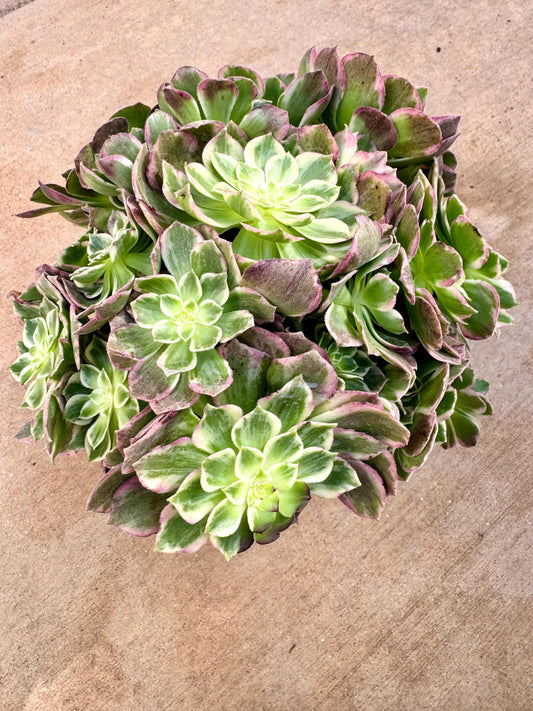 Variegated Aeonium Lotus Seed Variegated | Rare Imported Succulent | Collector’s Succulent