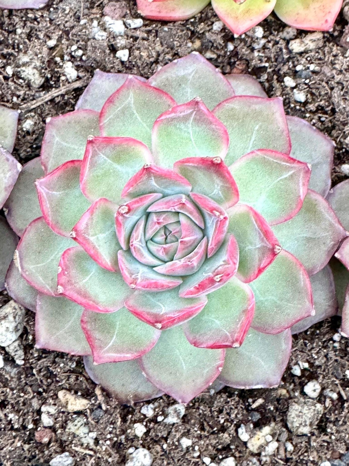 Echeveria Virgo | Live Succulent Plant | Korean Succulent | Variegated Pachyveria | Imported Plants