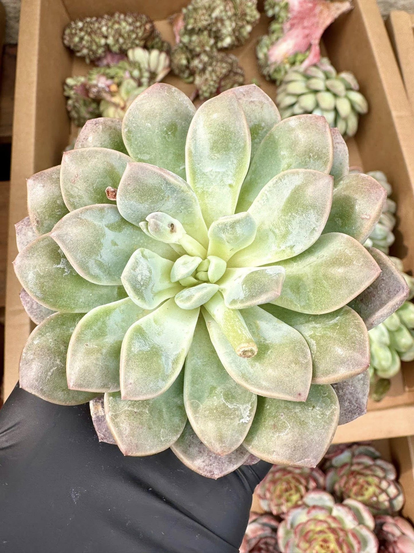 Echeveria Boddhisatva Wart | Live Succulent Plant | Korean Succulent