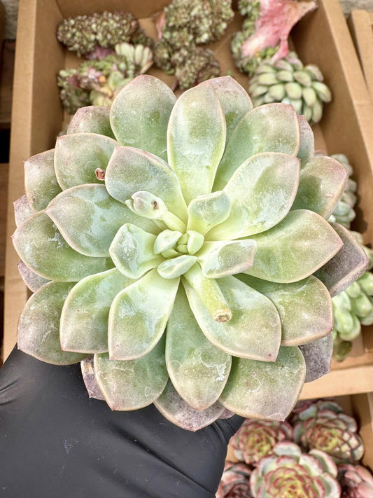 Echeveria Boddhisatva Wart | Live Succulent Plant | Korean Succulent
