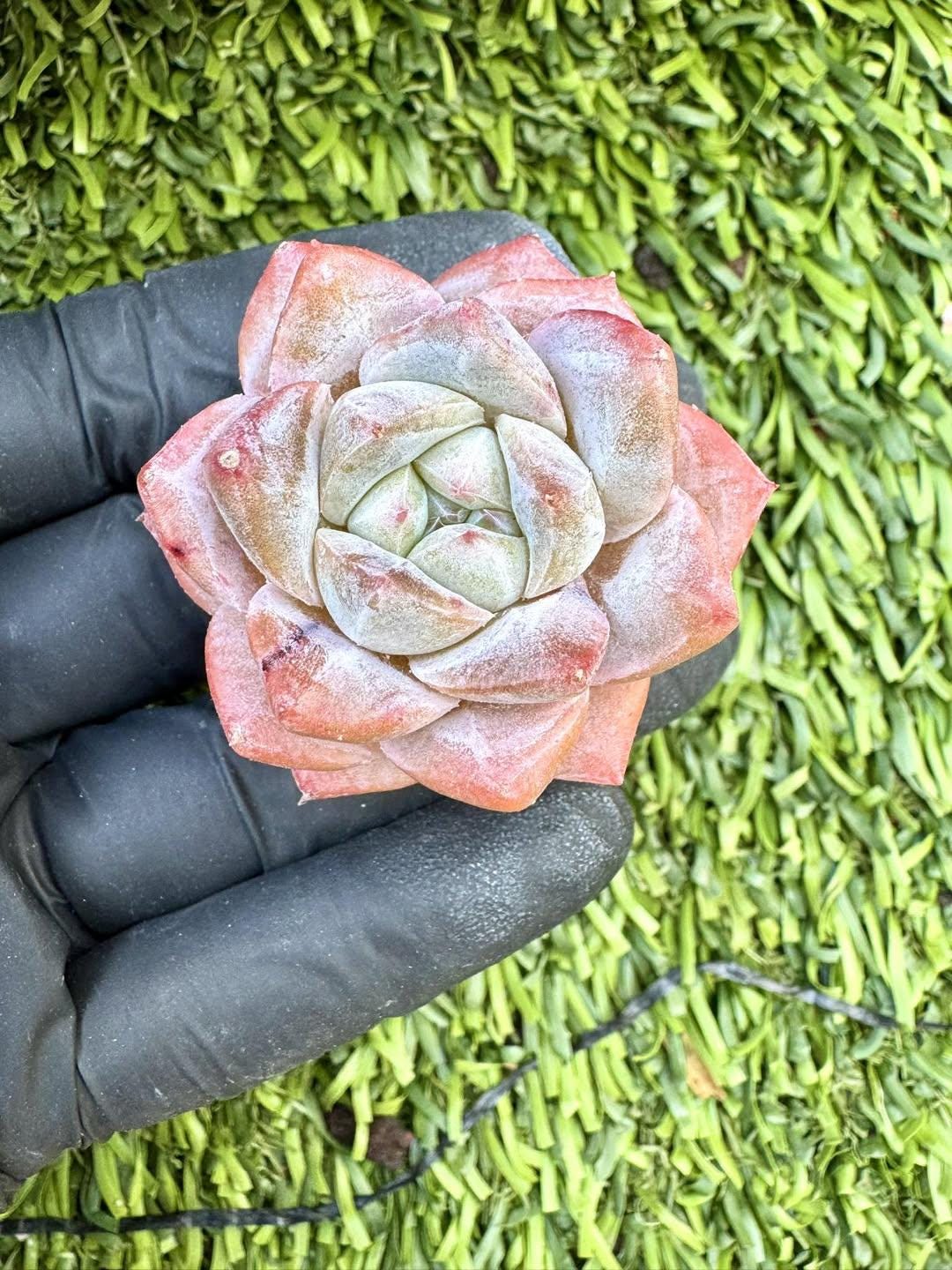Echeveria Carat Diamond | Live Succulent Plant | Korean Succulent | Rare Imported Echeveria | Imported Plants
