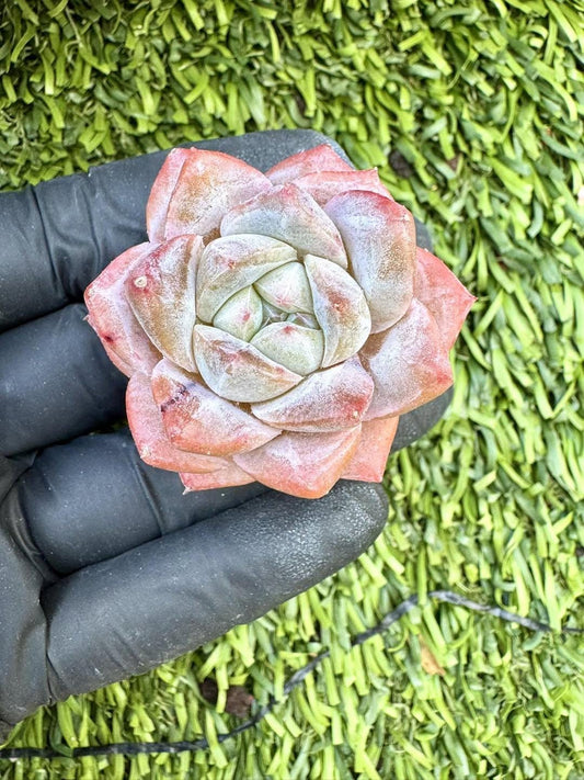 Echeveria Carat Diamond | Live Succulent Plant | Korean Succulent | Rare Imported Echeveria | Imported Plants