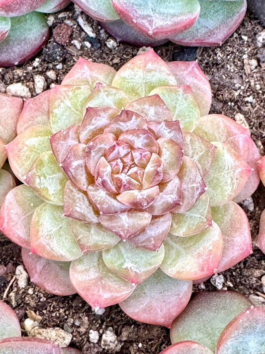 Echeveria Citrine | Live Succulent Plant | Korean Succulent | Variegated Echeveria | Imported Plants