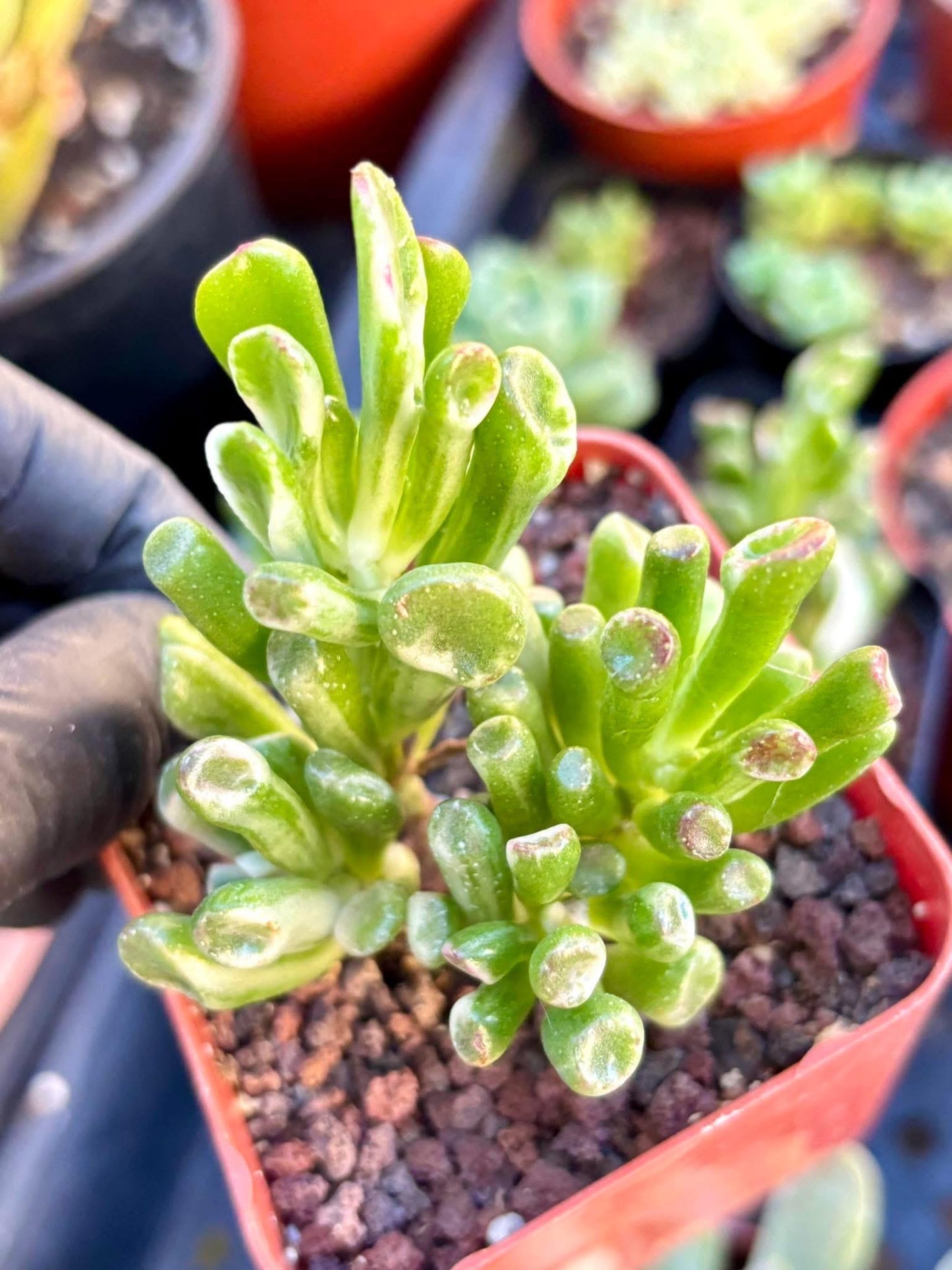 Crassula Gollum Variegated size 2.5” | Live Succulent Plant | Imported Plants | Variegated Succulent