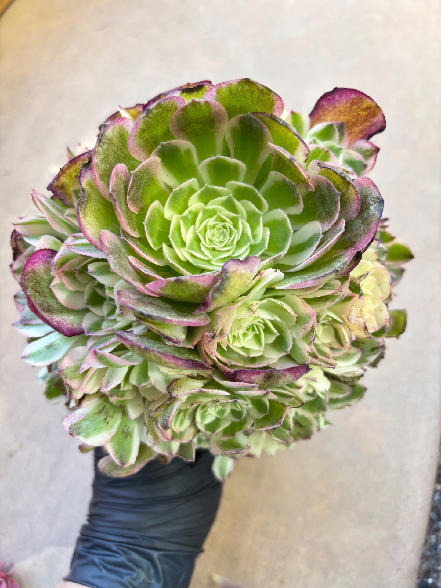 Aeonium Yuzi Variegated Lollipop | Live Succulent Plant | Korean Succulent | Rare Imported Aeonium | Imported Plants