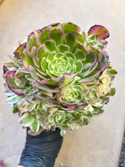 Aeonium Yuzi Variegated Lollipop | Live Succulent Plant | Korean Succulent | Rare Imported Aeonium | Imported Plants