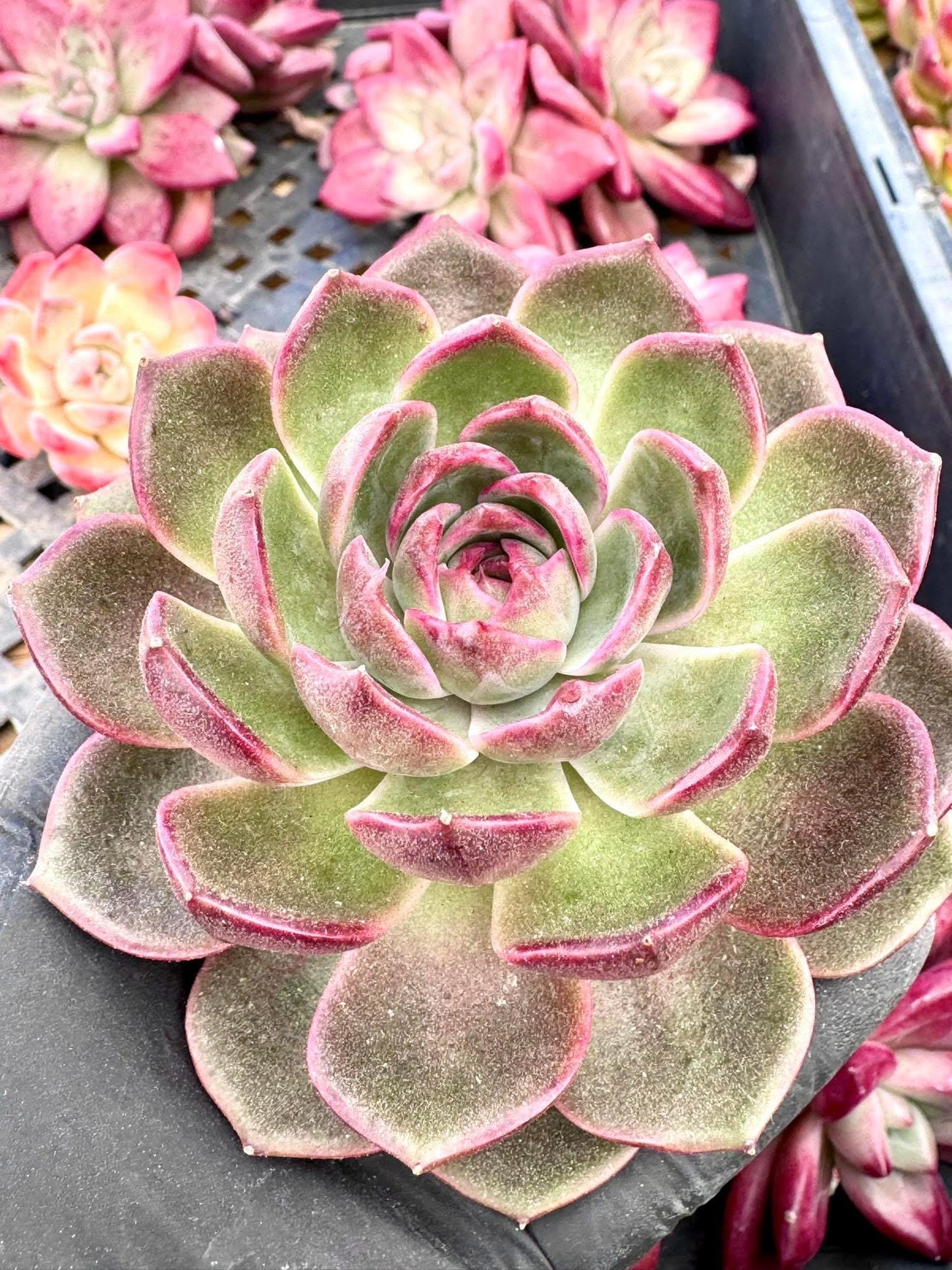 Echeveria Yo-Yo | Live Succulent Plant | Korean Succulent | Rare Imported Echeveria | Imported Plants