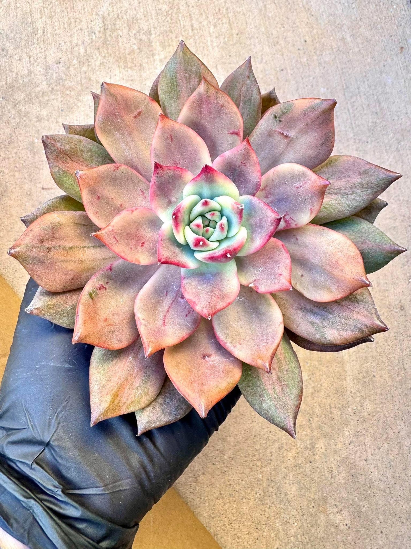 Echeveria Carmela Variegated | Live Succulent Plant | Korean Succulent | Rare Imported Echeveria | Imported Plants