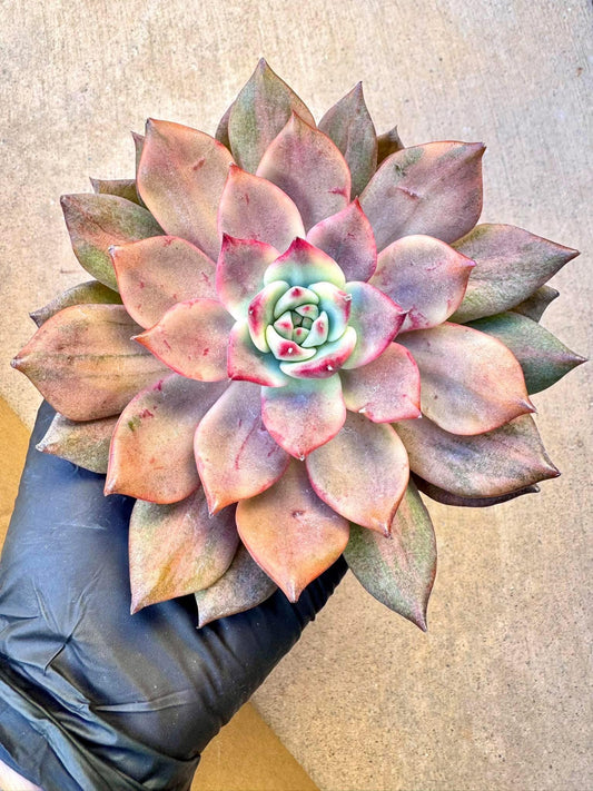 Echeveria Carmela Variegated | Live Succulent Plant | Korean Succulent | Rare Imported Echeveria | Imported Plants