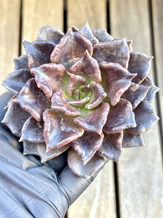 Echeveria Black Madiba Super Bowl | Live Succulent Plant | Korean Succulent | Rare Imported Echeveria | Imported Plants