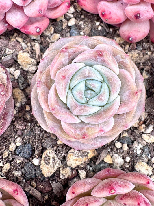 Echeveria Josephine | Rare Imported Succulent | Collector Succulent