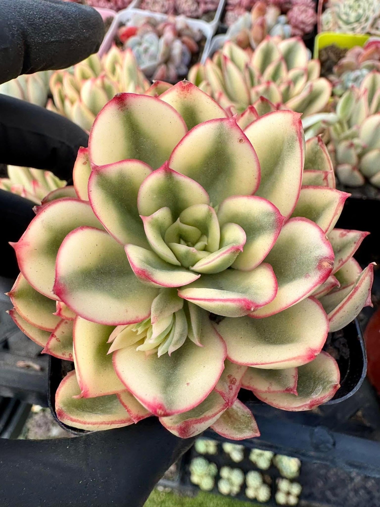 Echeveria Red Queen Variegated | Rare Imported Succulent | Collector Succulent