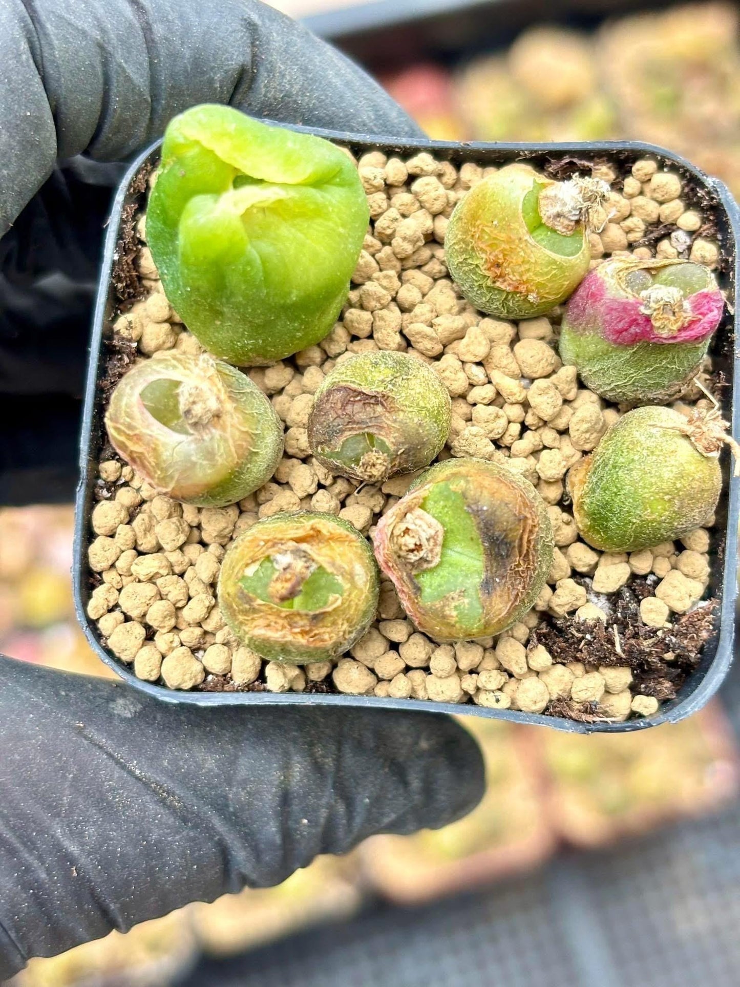 Conophytum Mix Pot | Live Succulent Plant | Korean Succulent | Rare Imported Succulent | Imported Plants