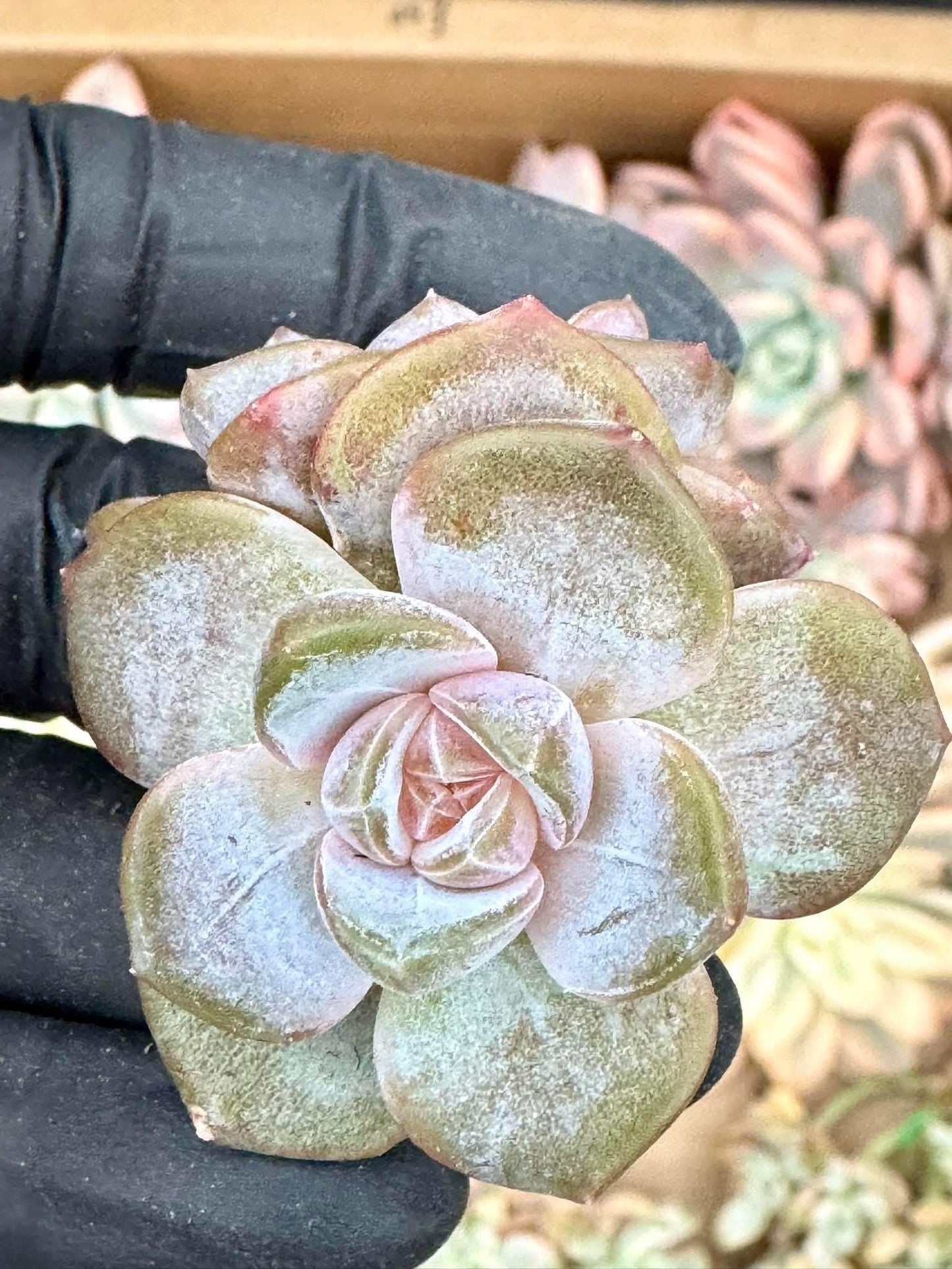 Echeveria Purple Mirror | Live Succulent Plant | Korean Succulent | Rare Imported Echeveria | Imported Plants