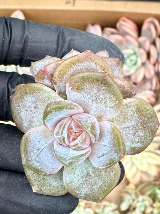 Echeveria Purple Mirror | Live Succulent Plant | Korean Succulent | Rare Imported Echeveria | Imported Plants