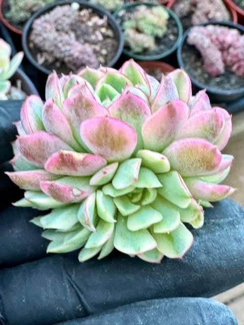 Echeveria Dream Rose Variegated | Rare Imported Succulent | Collector’s Succulent