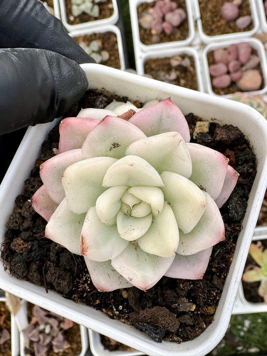Echeveria Mochi Variegated | Live Succulent Plant | Korean Succulent