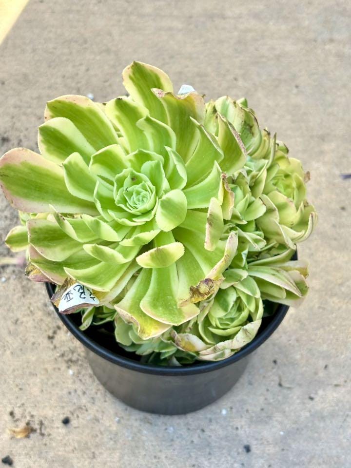 Aeonium Sinnia Variegated | Live Succulent Plant | Rare Imported Aeonium | Imported Plants