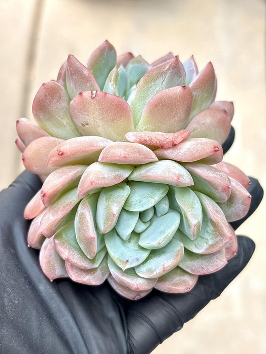 Echeveria White Ice | Live Succulent Plant | Echeveria Cluster | Rare Imported Echeveria | Imported Plants