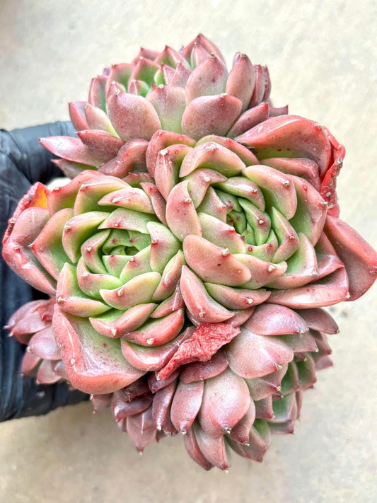 Echeveria Raw Lime | Live Succulent Plant | Echeveria Cluster | Rare Imported Echeveria | Imported Plants