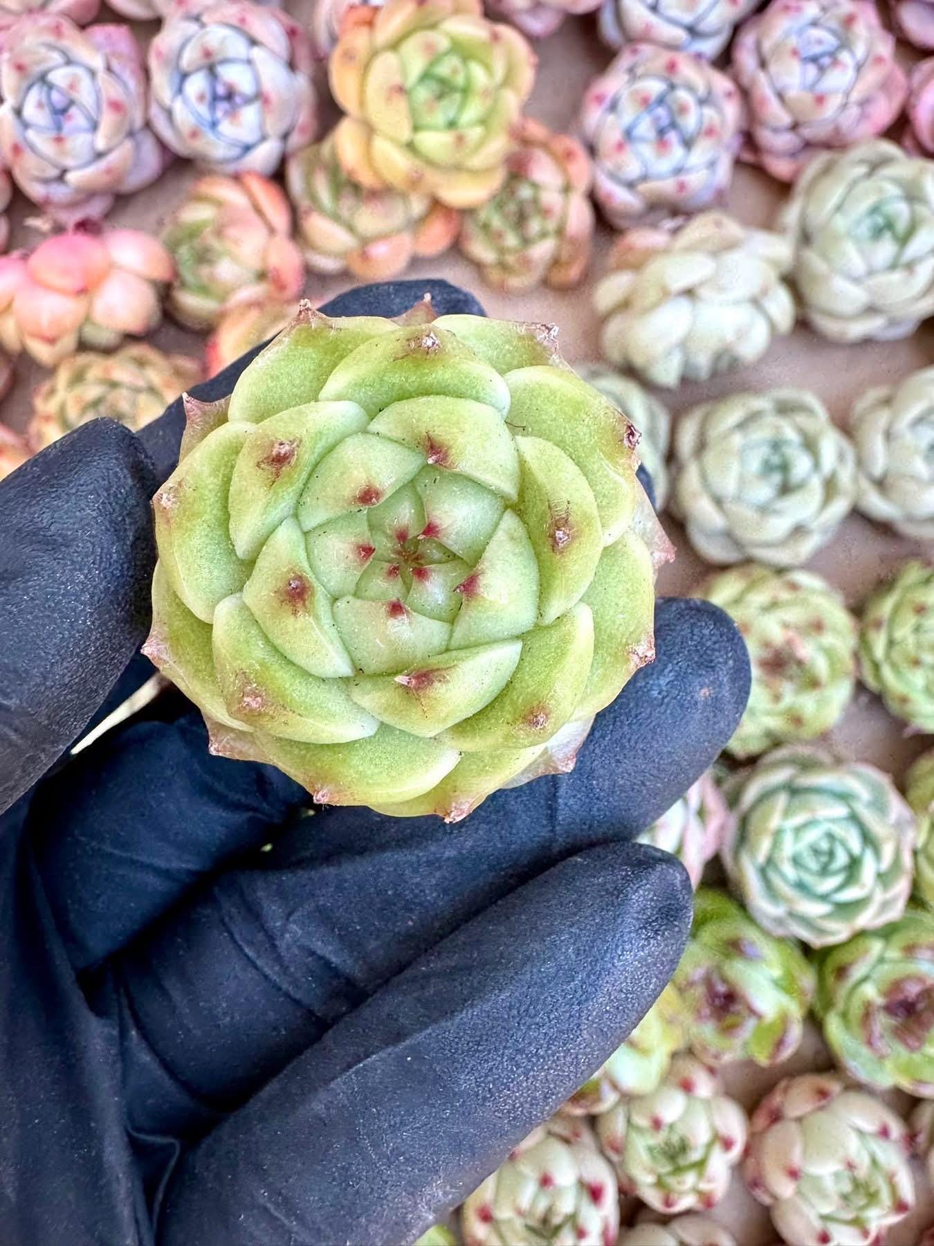 Echeveria Sea Urchin | Rare Imported Succulent | Collector Succulent