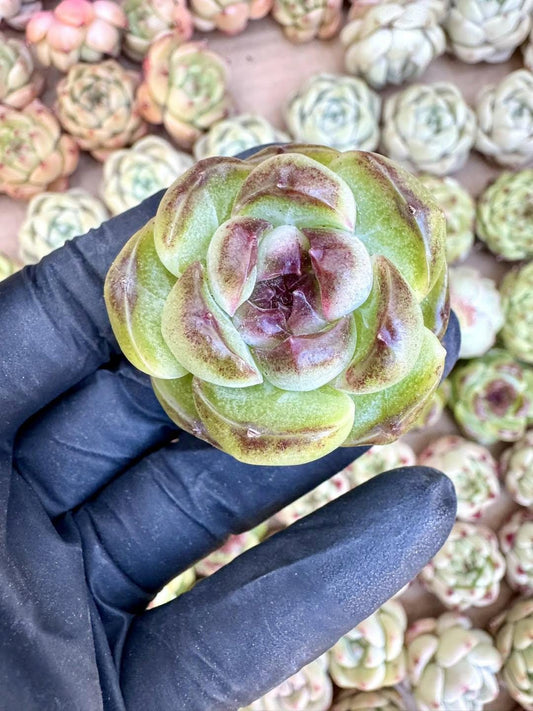 Echeveria Ghost Princess | Rare Imported Succulent | Collector’s Succulent