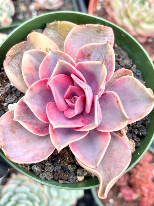 Echeveria Rainbow Variegated | Live Succulent Plant | Korean Succulent | Variegated Echeveria | Imported Plants