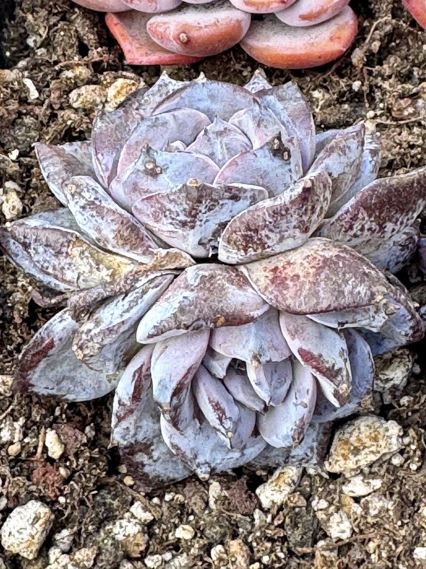 Echeveria Ocean Star | Rare Imported Succulent | Collector’s Succulent