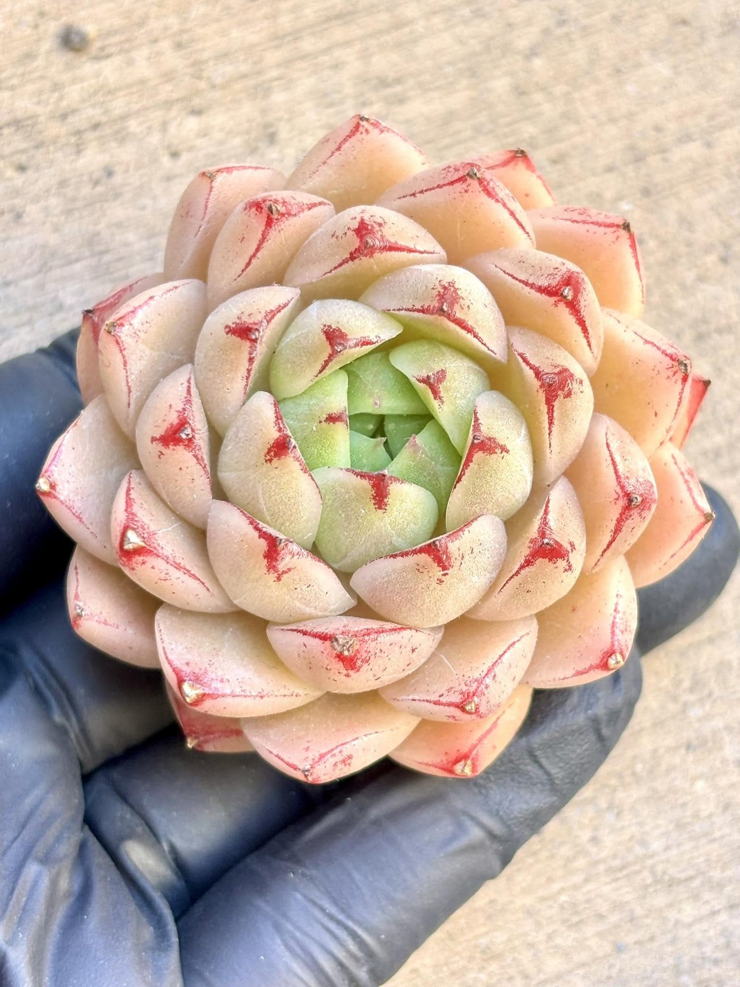 Echeveria Feng Fei size ~2.5” | Live Succulent Plant | Imported Plants | Imported Echeveria