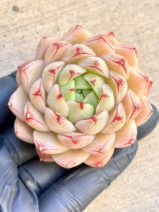 Echeveria Feng Fei size ~2.5” | Live Succulent Plant | Imported Plants | Imported Echeveria